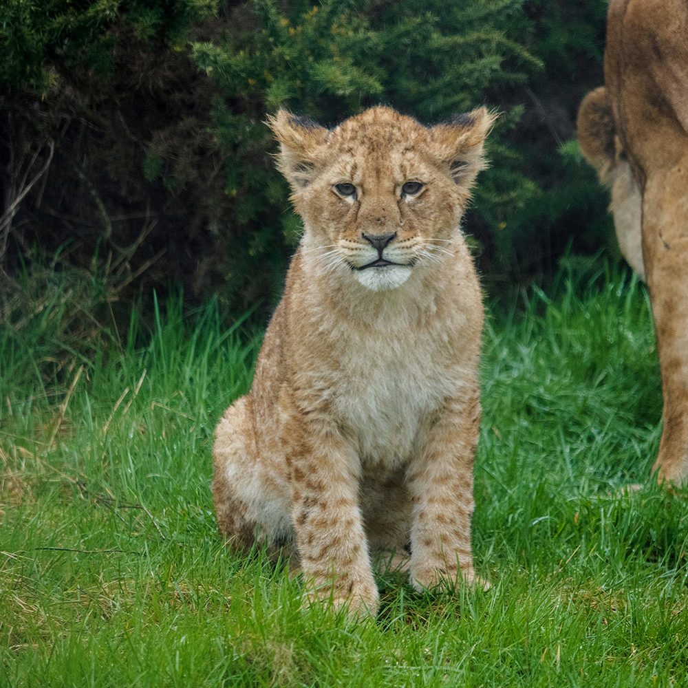 <b>AFRICAN LION</b>
<br>
<i>Panthera leo</i>
<br>
Where They Live: Africa
<br>
Status: Vulnerable