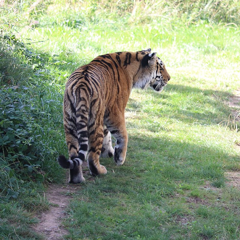 <b>SIBERIAN TIGER</b>
<br>
<i>Panthera tigris altaica</i>
<br>
Where They Live: Far East Russia & North East China
<br>
Status: Endangered