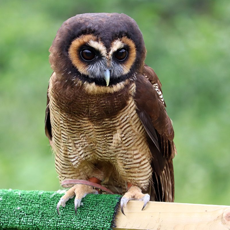 <b>BROWN WOOD OWL</b>
<br>
<i>Strix leptogrammica</i>
<br>
Where They Live: South Asia
<br>
Status: Least Concern