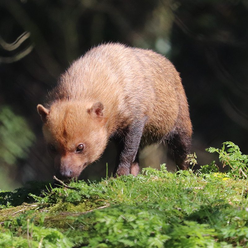 <b>BUSH DOG</b>
<br>
<i>Speothos venaticus</i>
<br>
Where They Live: Central & Southern America
<br>
Status: Near Threatened