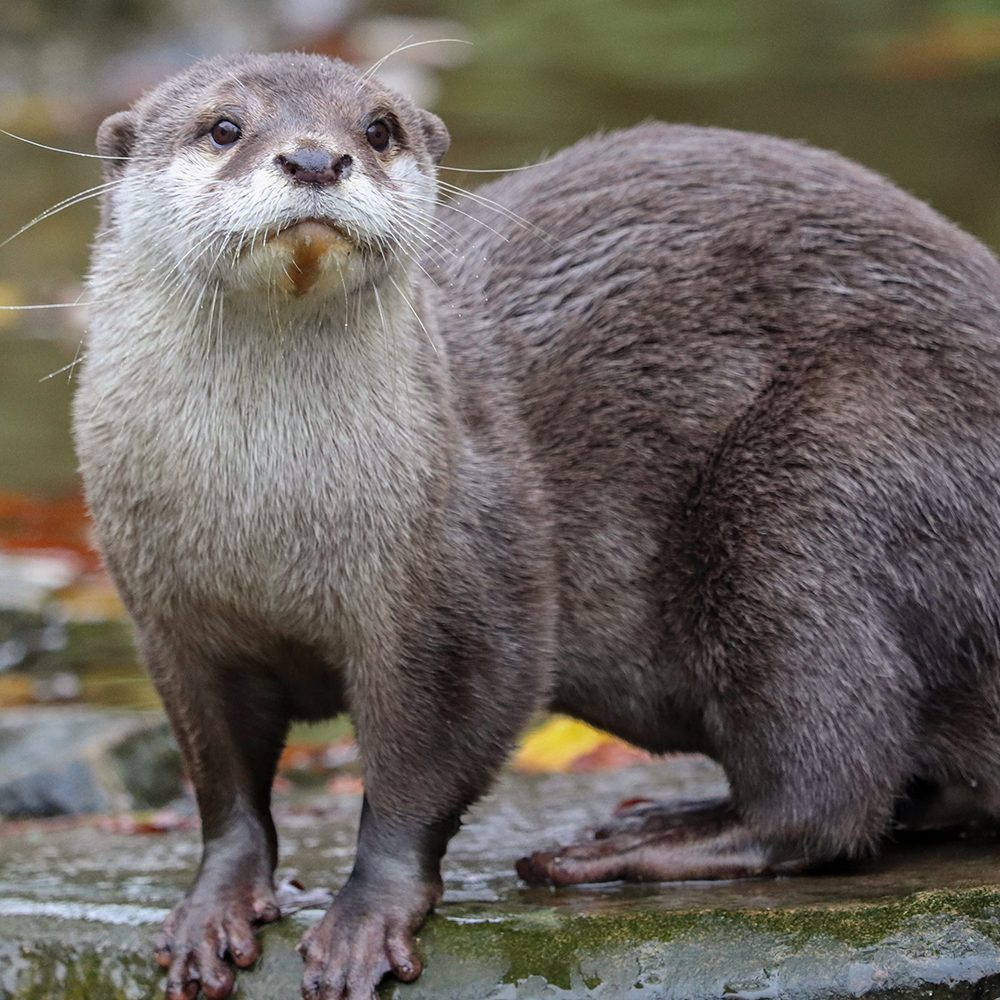 <b>ASIATIC SHORT-CLAWED OTTER</b>
<br>
<i>Amblonyx cinereus</i>
<br>
Where They Live: South East Asia
<br>
Status: Vulnerable