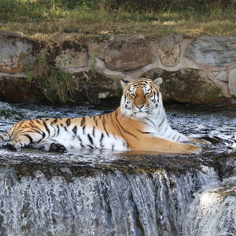 <b>SIBERIAN TIGER</b>
<br>
<i>Panthera tigris altaica</i>
<br>
Where They Live: Far East Russia & North East China
<br>
Status: Endangered