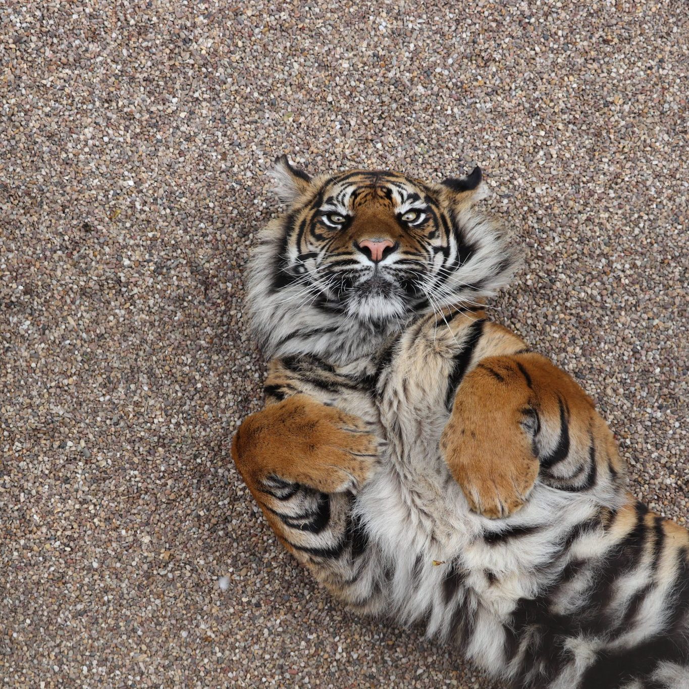 <b> SUMATRAN TIGER </b>
<br>
<i>Panthera tigris sondaica</i>
<br>
Where They Live: Sumatra
<br>
Status: Critically Endangered