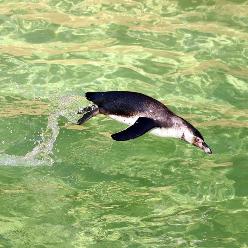 <b>HUMBOLDT PENGUIN</b>
<br>
<i>Spheniscus humboldti</i>
<br>
Where They Live: Peru & Chile
<br>
Status: Vulnerable