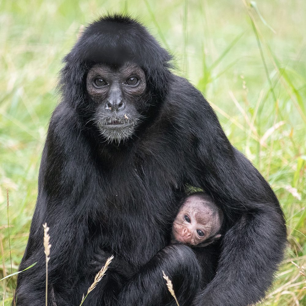 <b>COLOMBIAN BLACK SPIDER MONKEY</b>
<br>
<i>Ateles fusciceps rufiventris</i>
<br>
Where They Live: Colombia & Panama
<br>
Status: Critically Endangered