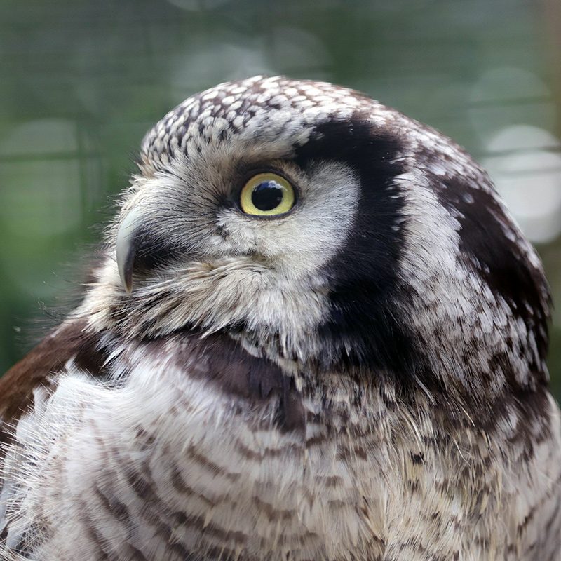 <b>NORTHERN HAWK OWL</b>
<br>
<i>Surnia ulula</i>
<br>
Where They Live: Northern Hemisphere
<br>
Status: Least Concern