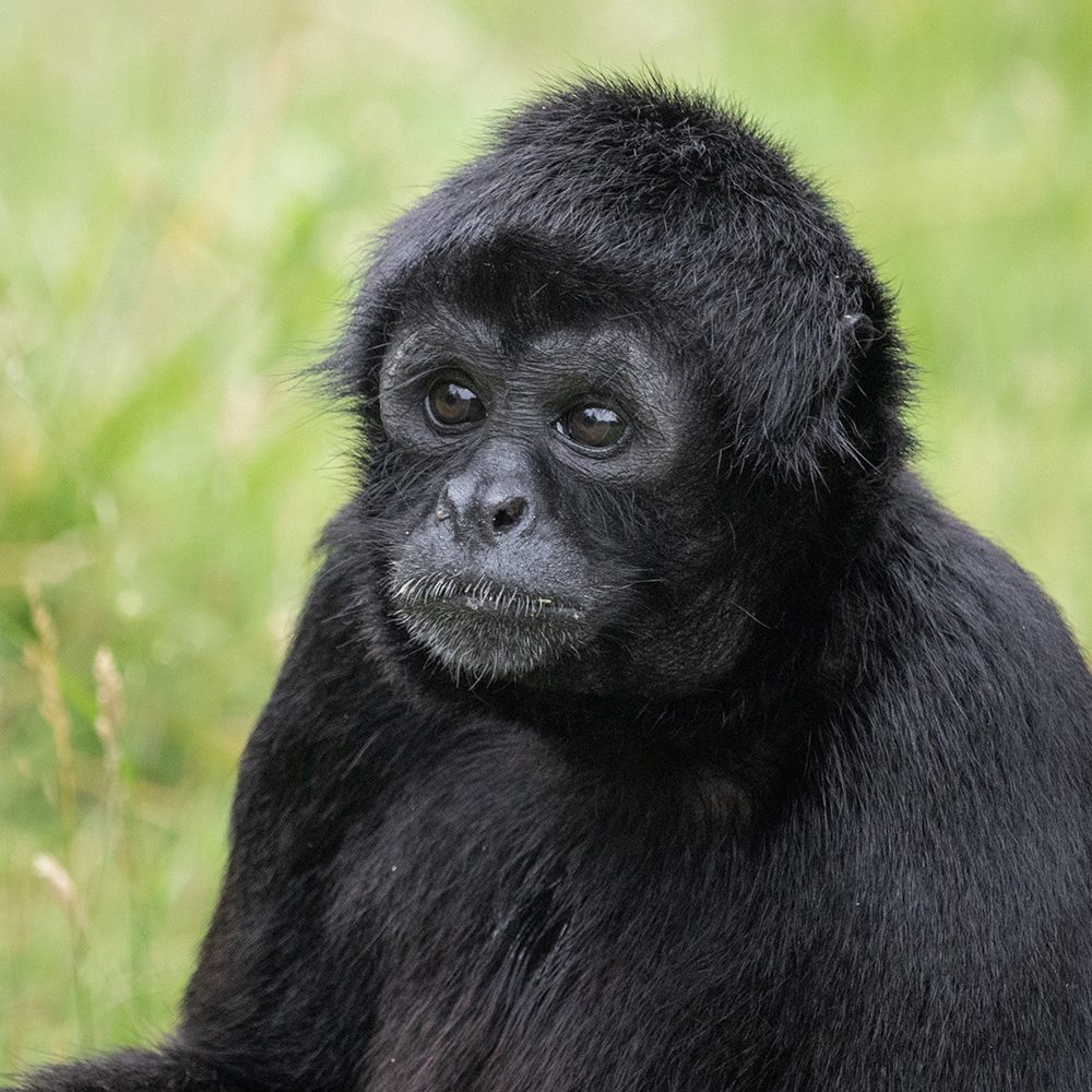 <b>COLOMBIAN BLACK SPIDER MONKEY</b>
<br>
<i>Ateles fusciceps rufiventris</i>
<br>
Where They Live: Colombia & Panama
<br>
Status: Critically Endangered