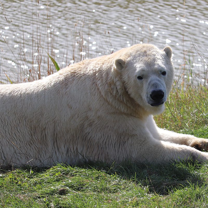 <b>POLAR BEAR</b>
<br>
<i>Ursus maritimus</i>
<br>
Where They Live: Arctic Circle
<br>
Status: Vulnerable