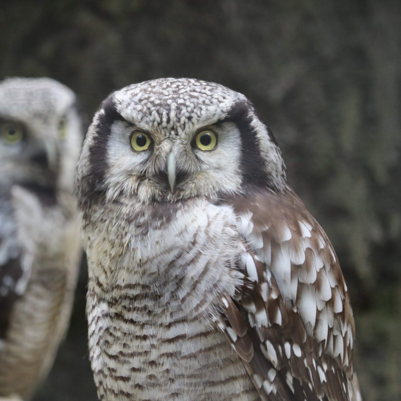 <b>NORTHERN HAWK OWL</b>
<br>
<i>Surnia ulula</i>
<br>
Where They Live: Northern Hemisphere
<br>
Status: Least Concern