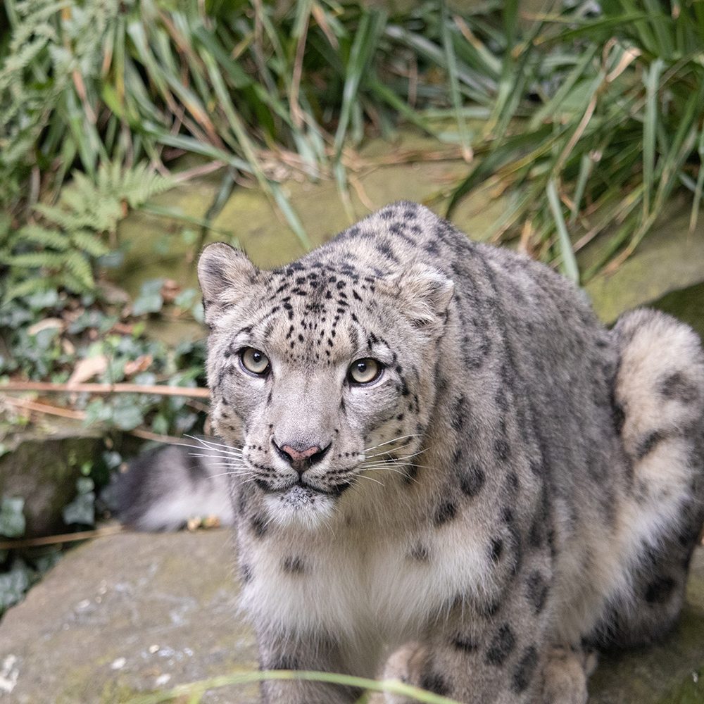 <b>SNOW LEOPARD</b>
<br>
<i>Panthera uncia</i>
<br>
Where They Live: Central & South Asia
<br>
Status: Vulnerable