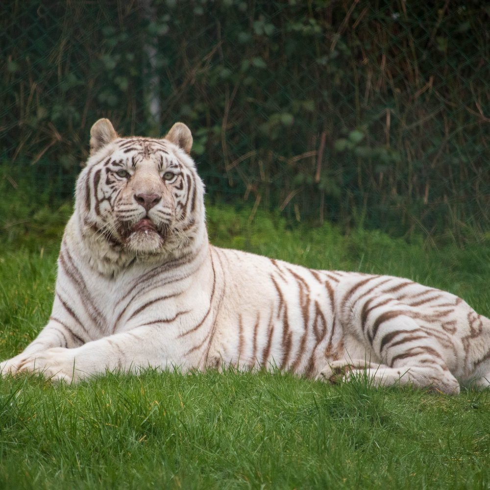 <b>WHITE BENGAL TIGER</b>
<br>
<i>Panthera tigris tigris</i>
<br>
Where They Live: India, Nepal, Bangladesh & Bhutan
<br>
Status: Endangered