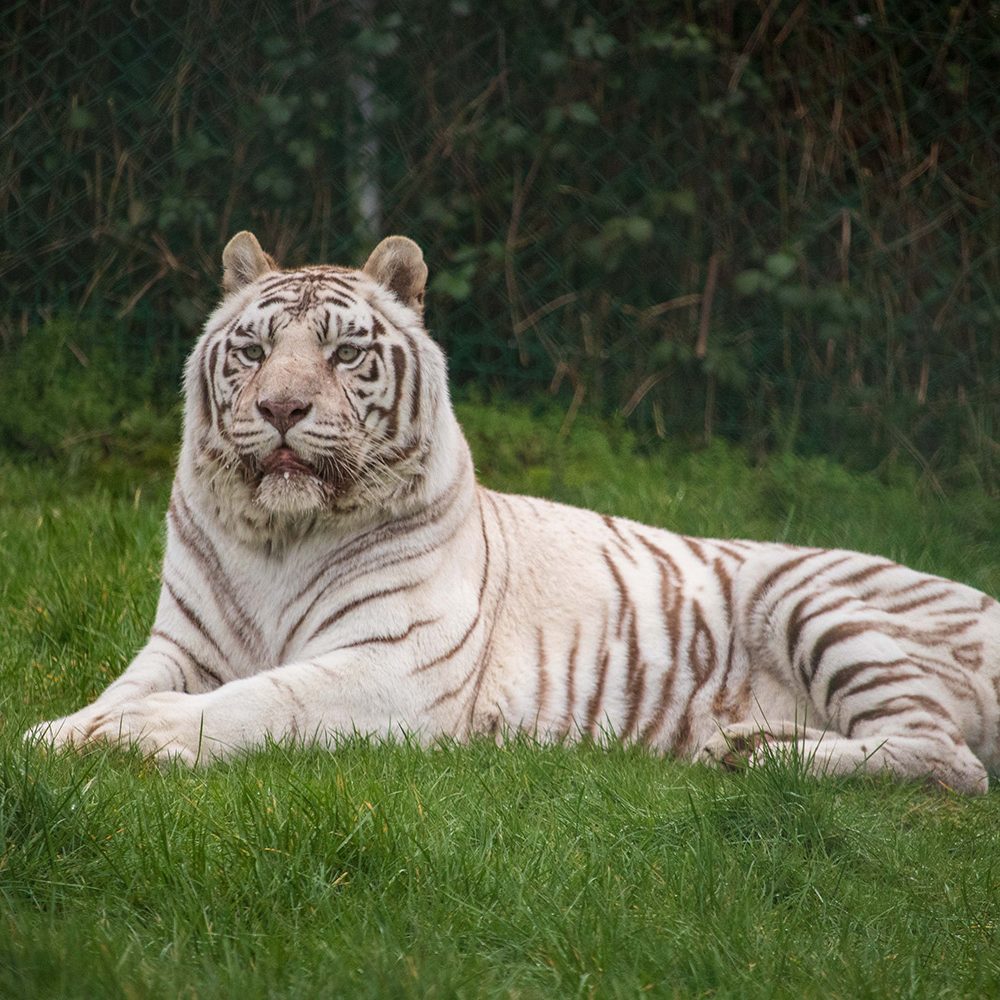 <b>WHITE BENGAL TIGER</b>
<br>
<i>Panthera tigris tigris</i>
<br>
Where They Live: India, Nepal, Bangladesh & Bhutan
<br>
Status: Endangered