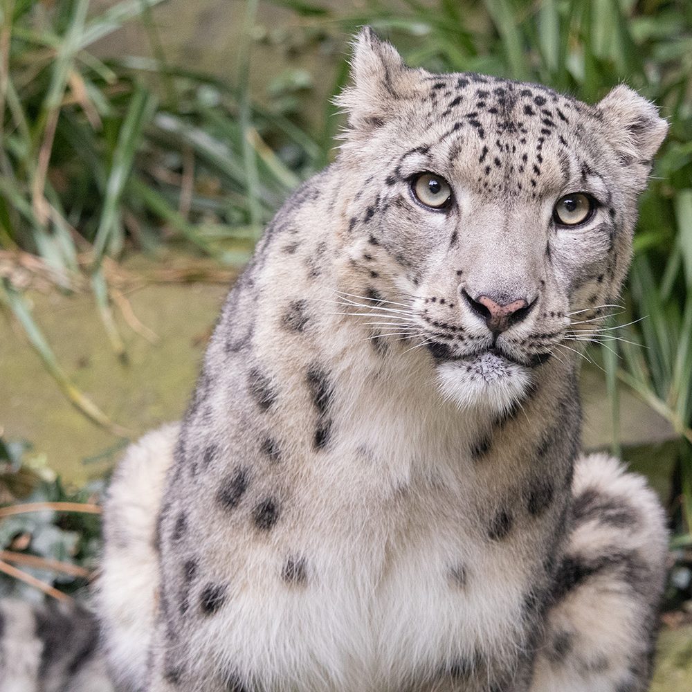 <b>SNOW LEOPARD</b>
<br>
<i>Panthera uncia</i>
<br>
Where They Live: Central & South Asia
<br>
Status: Vulnerable