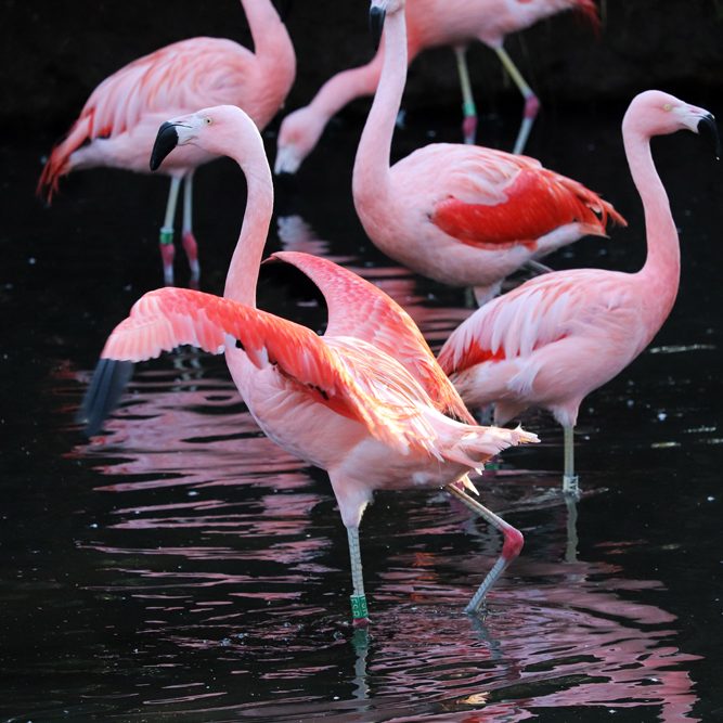 <b>CHILEAN FLAMINGO</b>
<i>Phoenicopterus chilensis</i>
<br>
Where They Live: Ecuador, Peru, Chile & Argentina
<br>
Status: Near Threatened