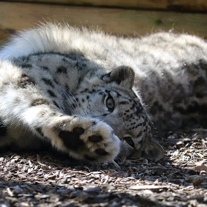 <b>SNOW LEOPARD</b>
<br>
<i>Panthera uncia</i>
<br>
Where They Live: Central & South Asia
<br>
Status: Vulnerable