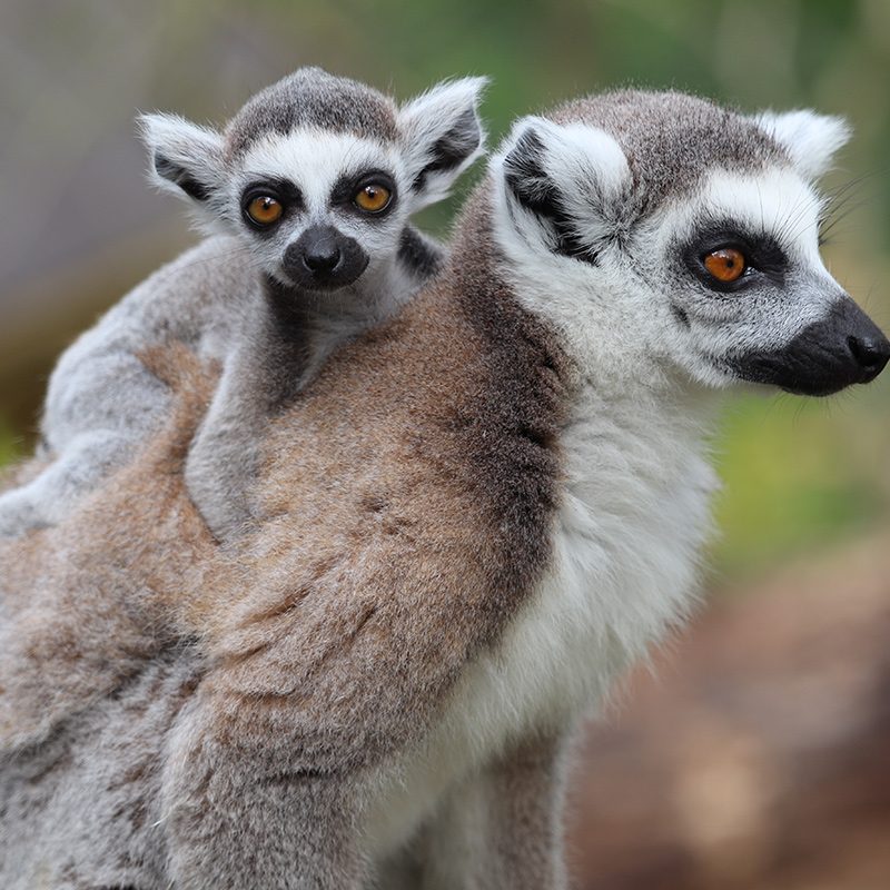 <b>RING-TAILED LEMUR</b>
<br>
<i>Lemur catta</i>
<br>
Where They Live: Madagascar
<br>
Status: Near Threatened