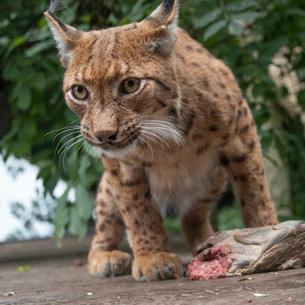 <b>CARPATHIAN LYNX</b>
<br>
<i>Lynx lynx carpathicus</i>
<br>
Where They Live: Romania, Slovakia & Hungary
<br>
Status: Least Concern