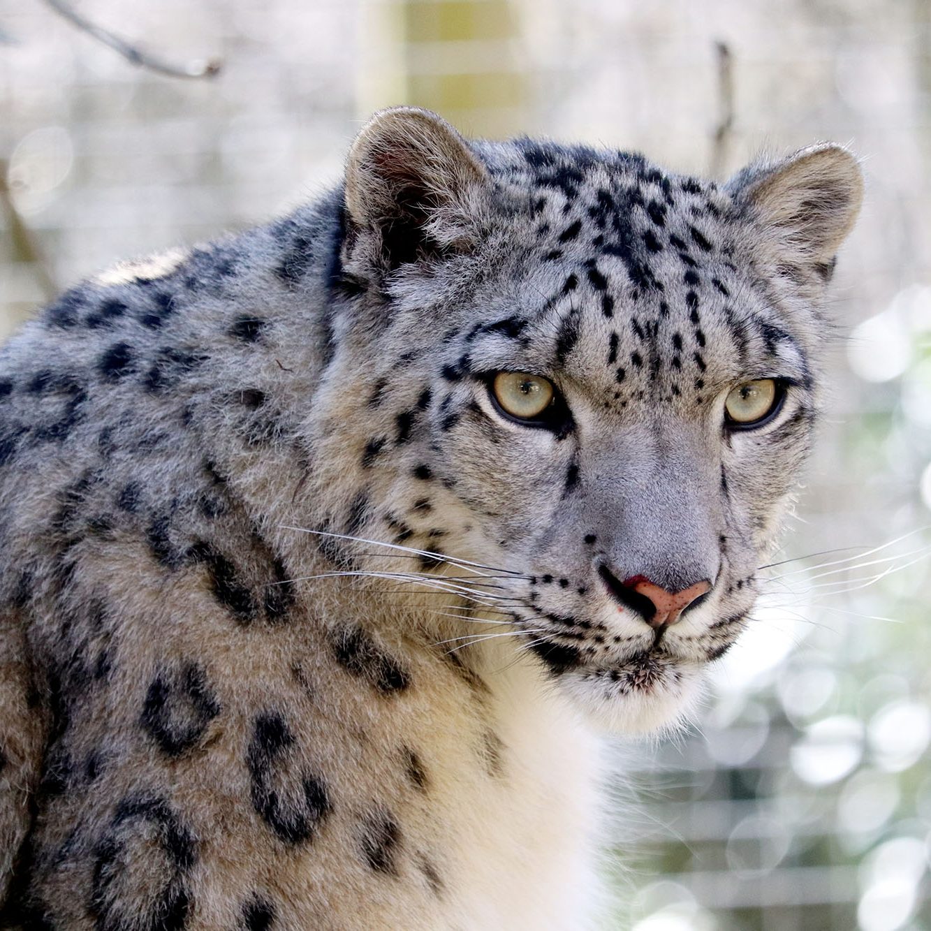 <b>SNOW LEOPARD</b>
<br>
<i>Panthera uncia</i>
<br>
Where They Live: Central & South Asia
<br>
Status: Vulnerable