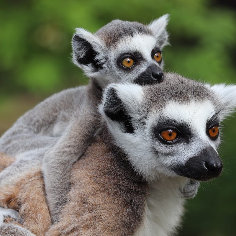 <b>RING-TAILED LEMUR</b>
<br>
<i>Lemur catta</i>
<br>
Where They Live: Madagascar
<br>
Status: Near Threatened