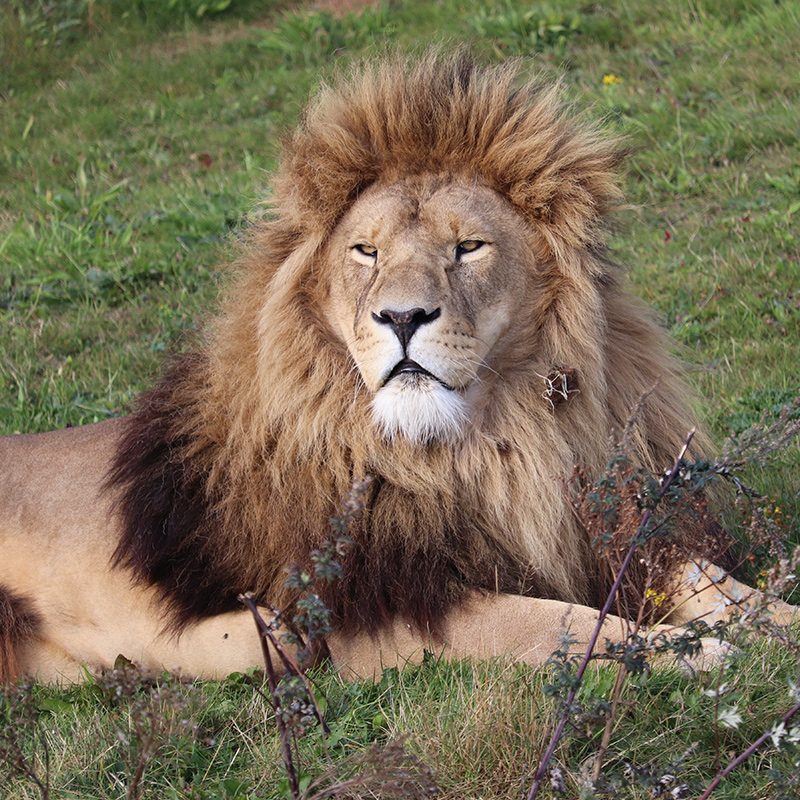 <b>AFRICAN LION</b>
<br>
<i>Panthera leo</i>
<br>
Where They Live: Africa
<br>
Status: Vulnerable