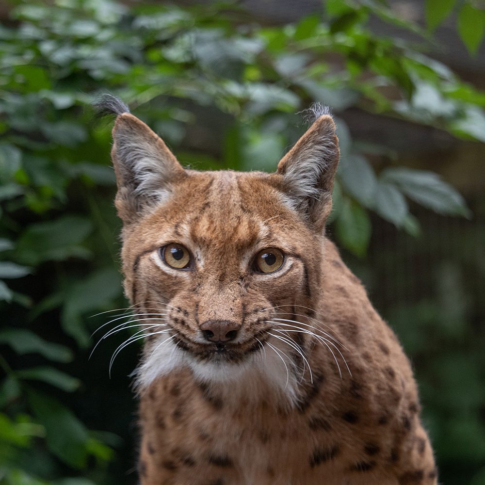 <b>CARPATHIAN LYNX</b>
<br>
<i>Lynx lynx carpathicus</i>
<br>
Where They Live: Romania, Slovakia & Hungary
<br>
Status: Least Concern