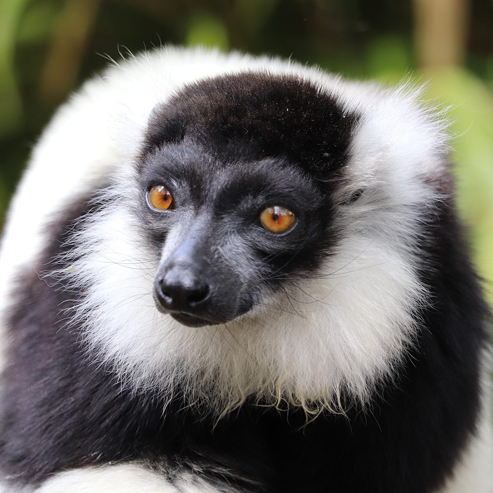 <b>BLACK & WHITE RUFFED LEMUR</b>
<i>Varecia variegata</i>
<br>
Where They Live: Madagascar
<br>
Status: Critically Endangered