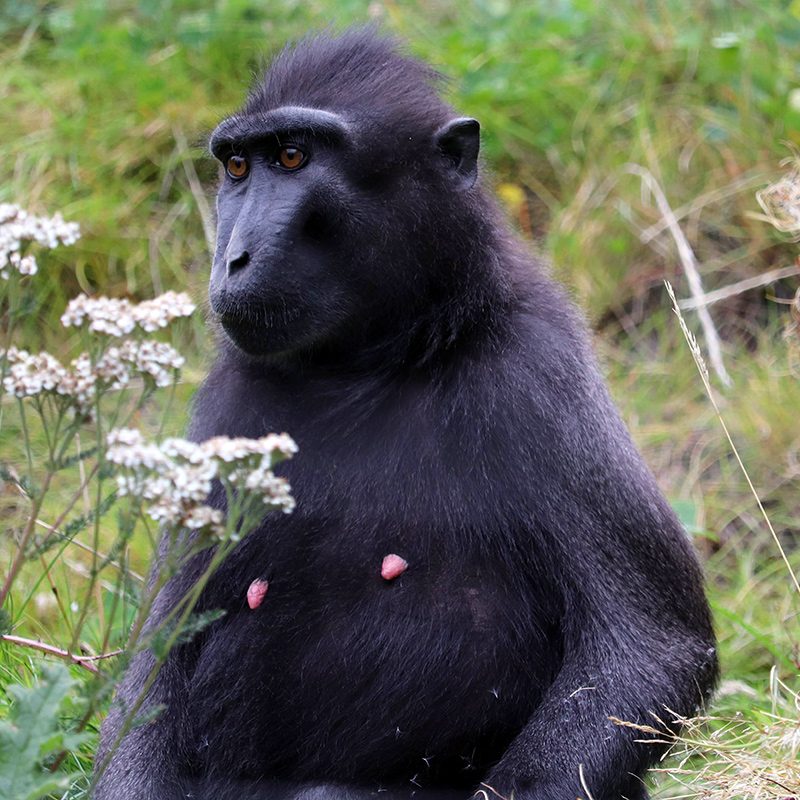 <b>SULAWESI CRESTED MACAQUE</b>
<br>
<i>Macaca nigra</i>
<br>
Where They Live: Indonesia
<br>
Status: Critically Endangered