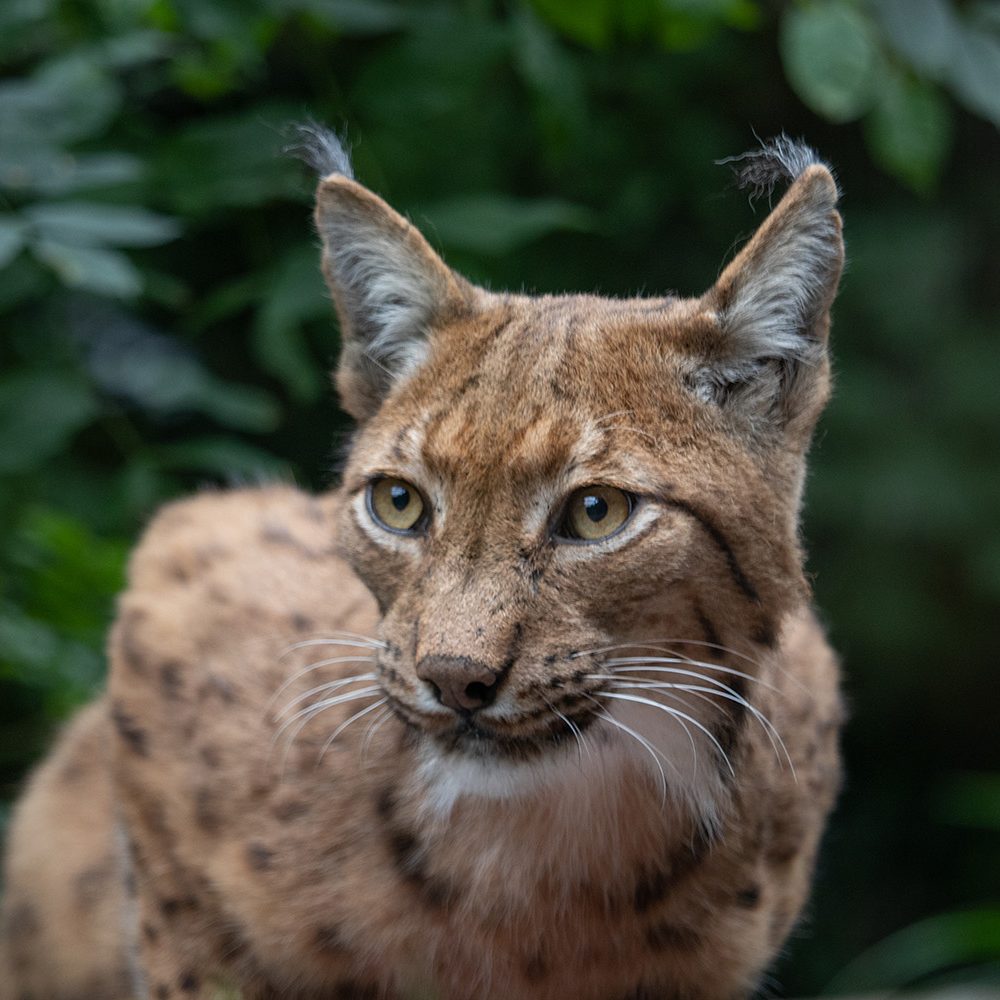 <b>CARPATHIAN LYNX</b>
<br>
<i>Lynx lynx carpathicus</i>
<br>
Where They Live: Romania, Slovakia & Hungary
<br>
Status: Least Concern