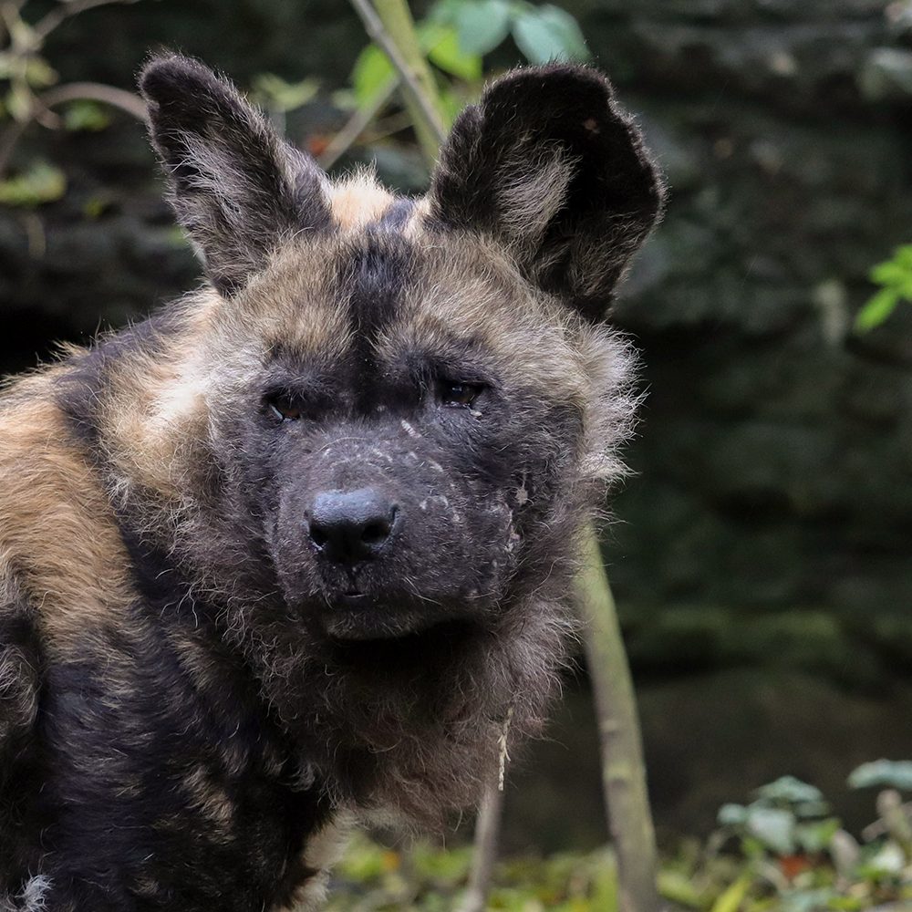 <i>AFRICAN WILD DOG</i>
<br>
Where They Live: Central & Southern Africa
<br>
Status: Endangered
<br>
Photograph 
Location: Dudley Zoo, UK