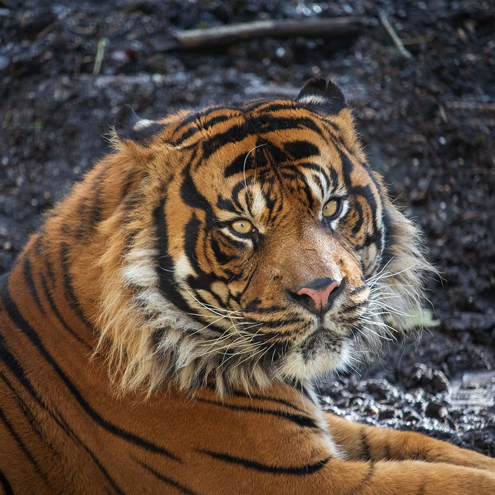 <b> SUMATRAN TIGER </b>
<br>
<i>Panthera tigris sondaica</i>
<br>
Where They Live: Sumatra
<br>
Status: Critically Endangered