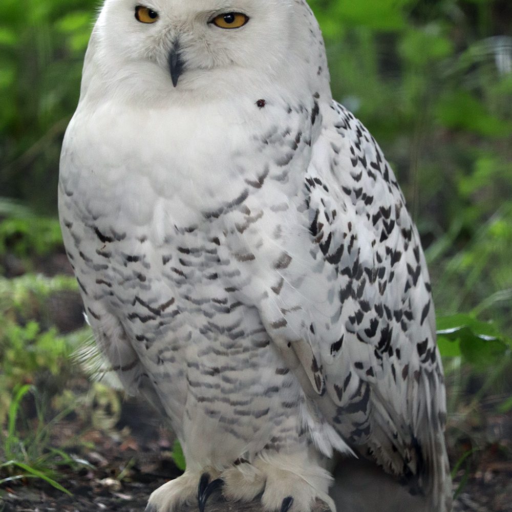 <i>SNOWY OWL</i>
<br>
Where They Live: Arctic
<br>
Status: Vulnerable
<br>
Photograph 
Location: Dudley Zoo, UK