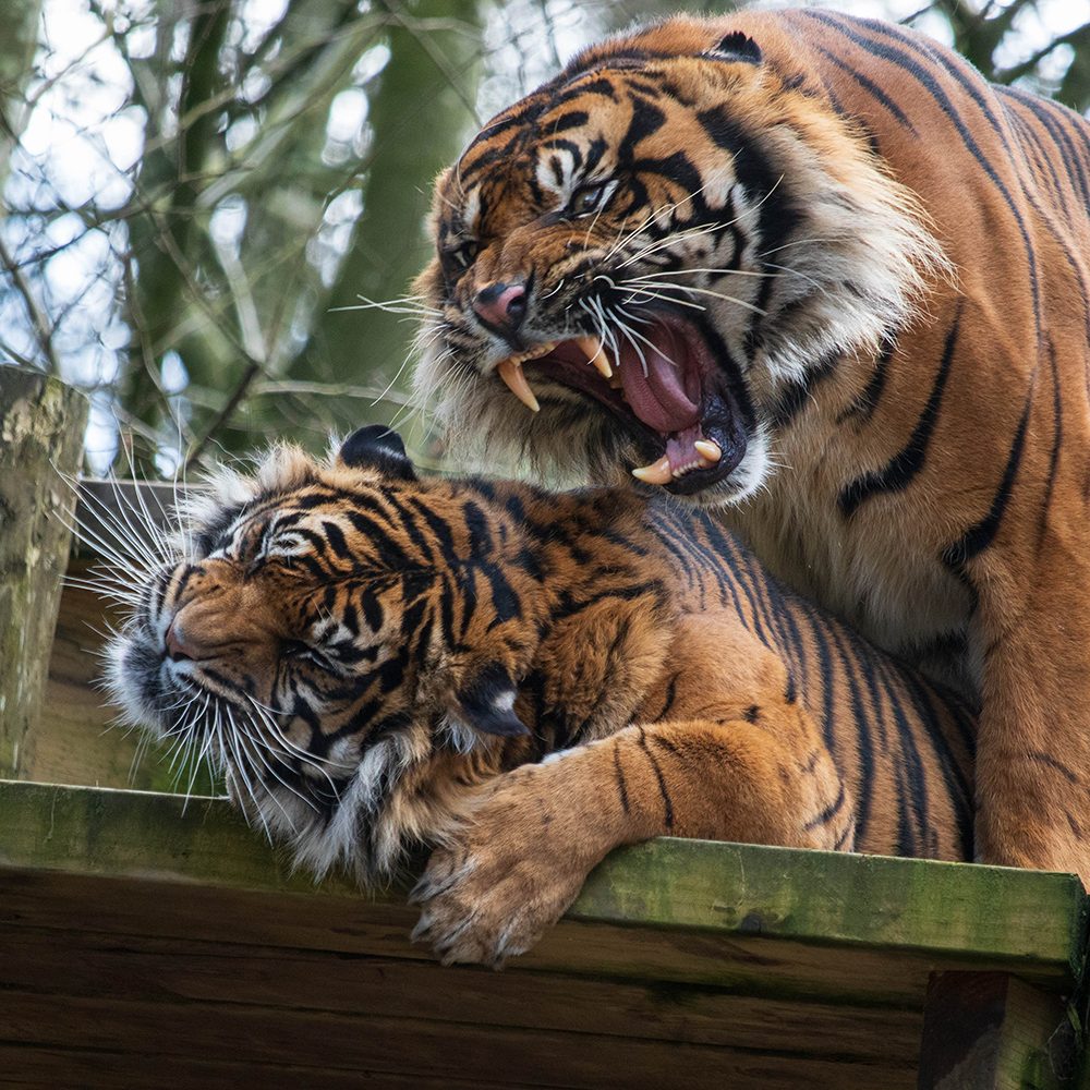 <b> SUMATRAN TIGER </b>
<br>
<i>Panthera tigris sondaica</i>
<br>
Where They Live: Sumatra
<br>
Status: Critically Endangered