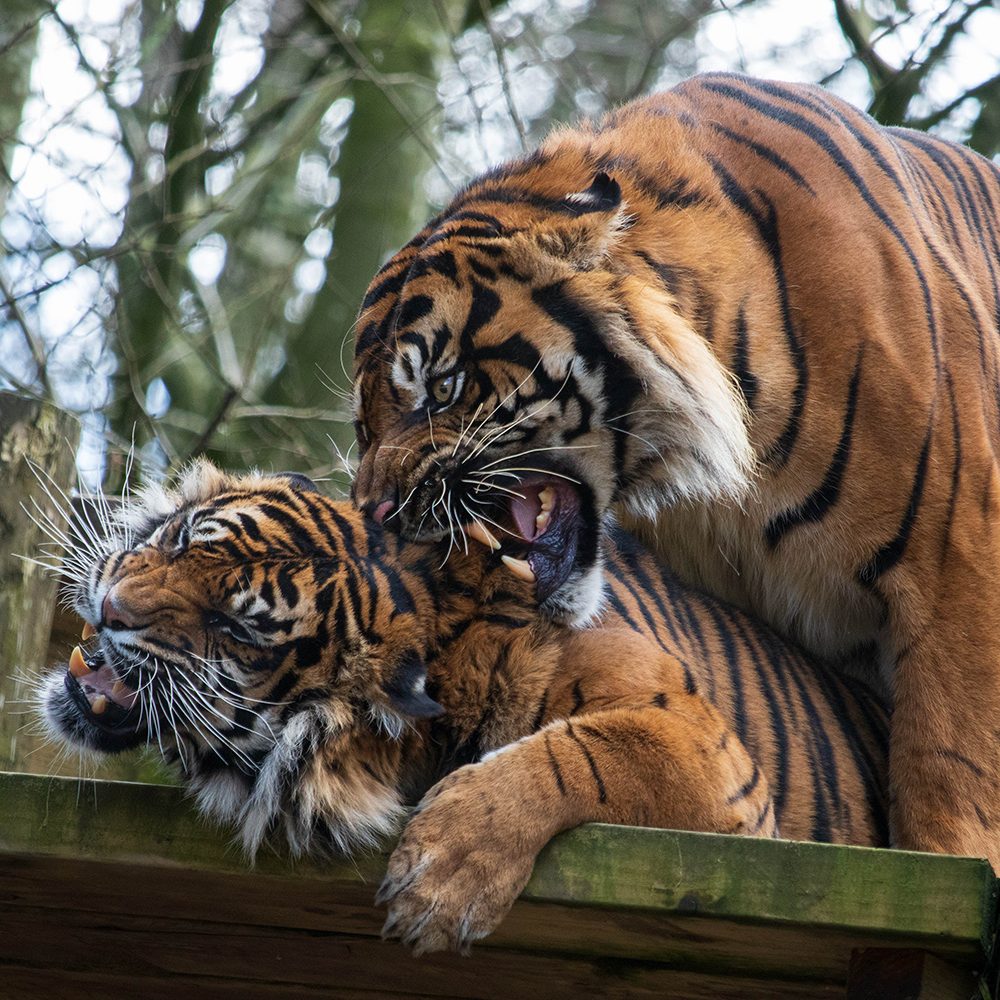 <b> SUMATRAN TIGER </b>
<br>
<i>Panthera tigris sondaica</i>
<br>
Where They Live: Sumatra
<br>
Status: Critically Endangered