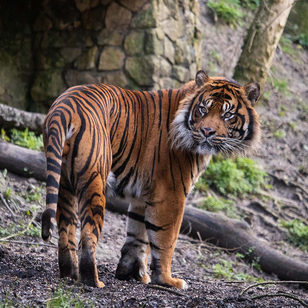 <b> SUMATRAN TIGER </b>
<br>
<i>Panthera tigris sondaica</i>
<br>
Where They Live: Sumatra
<br>
Status: Critically Endangered