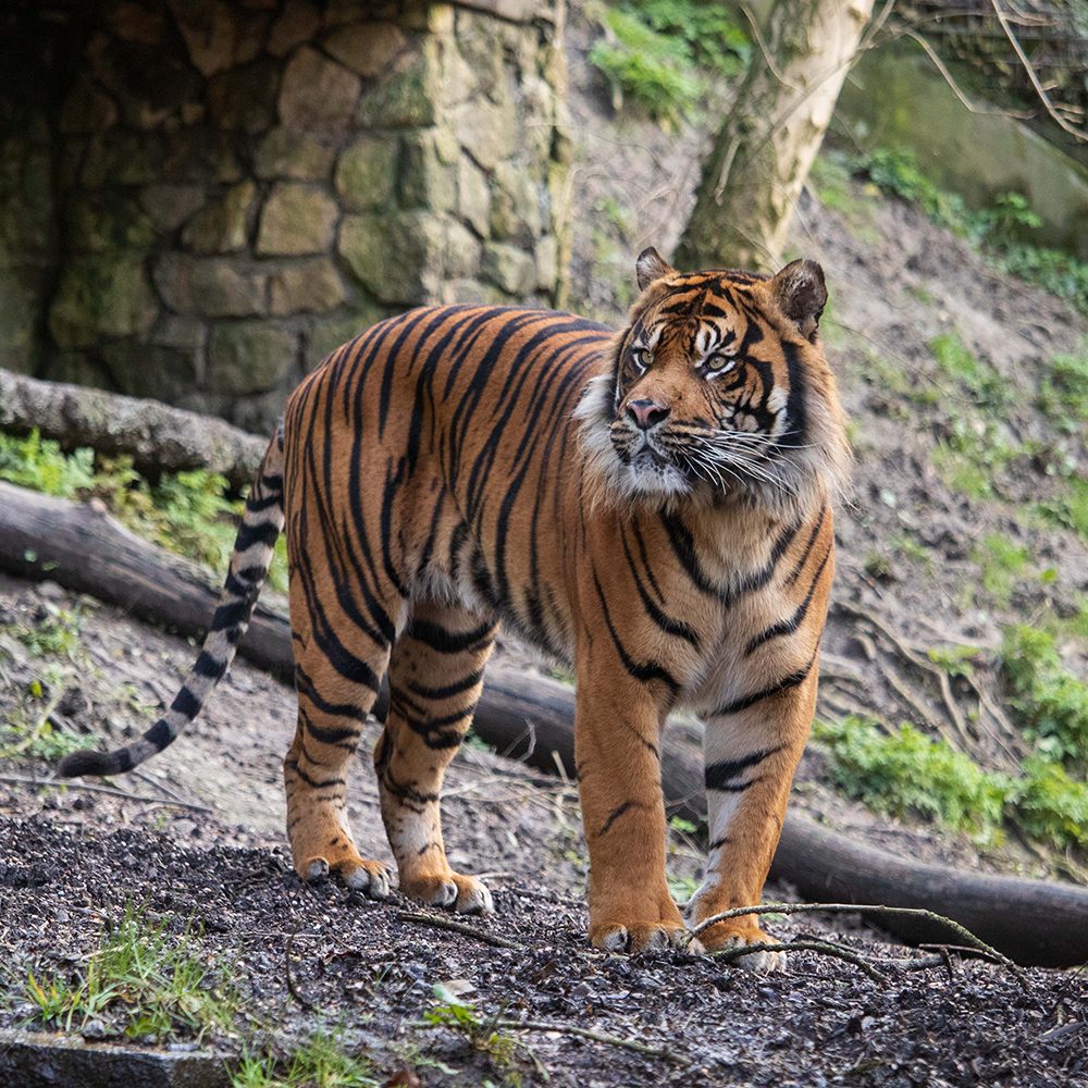 <b> SUMATRAN TIGER </b>
<br>
<i>Panthera tigris sondaica</i>
<br>
Where They Live: Sumatra
<br>
Status: Critically Endangered