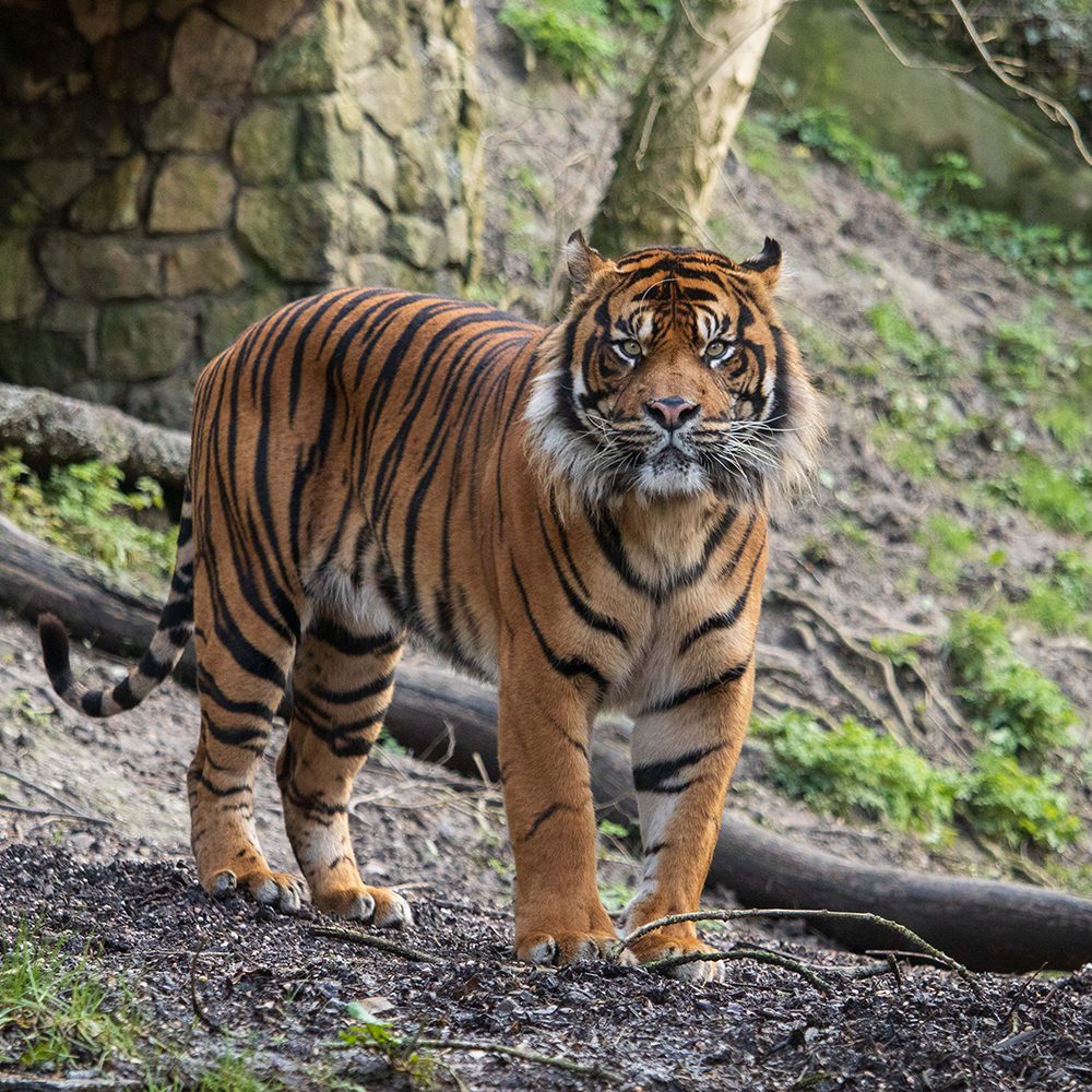 <b> SUMATRAN TIGER </b>
<br>
<i>Panthera tigris sondaica</i>
<br>
Where They Live: Sumatra
<br>
Status: Critically Endangered