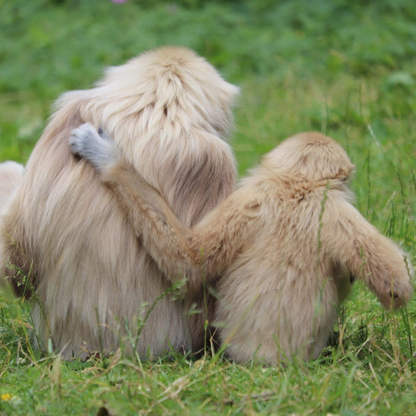 <b>LAR GIBBON</b>
<br>
<i>Hylobates lar</i>
<br>
Where They Live: China, Thailand, Laos, Burma & Indonesia
<br>
Status: Endangered