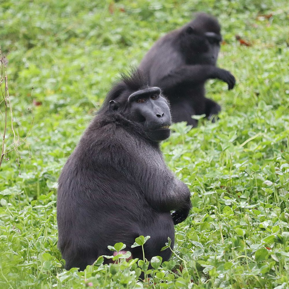 <b>SULAWESI CRESTED MACAQUE</b>
<br>
<i>Macaca nigra</i>
<br>
Where They Live: Indonesia
<br>
Status: Critically Endangered