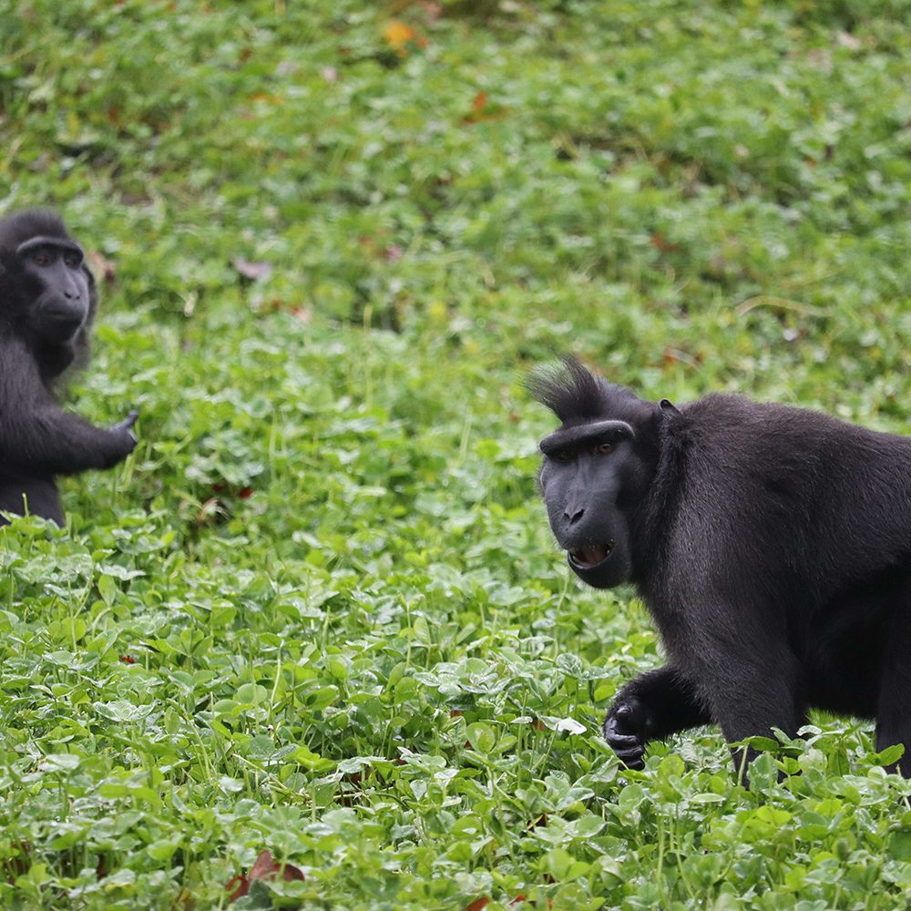 <b>SULAWESI CRESTED MACAQUE</b>
<br>
<i>Macaca nigra</i>
<br>
Where They Live: Indonesia
<br>
Status: Critically Endangered