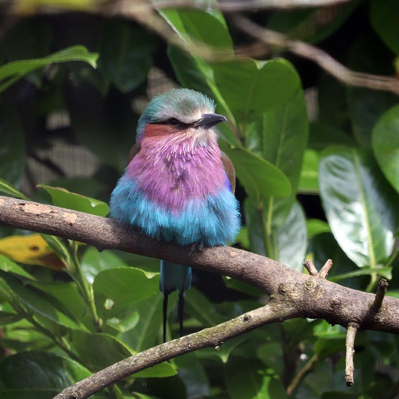 <b>LILAC BREASTED ROLLER</b>
<br>
<i>Coracias caudatus</i>
<br>
Where They Live: Africa
<br>
Status: Least Concern