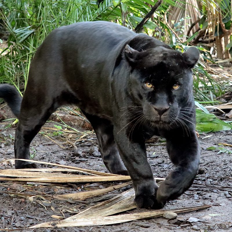 <b>JAGUAR</b>
<br>
<i>Panthera onca</i>
<br>
Where They Live: Mexico & South America
<br>
Status: Near Threatened