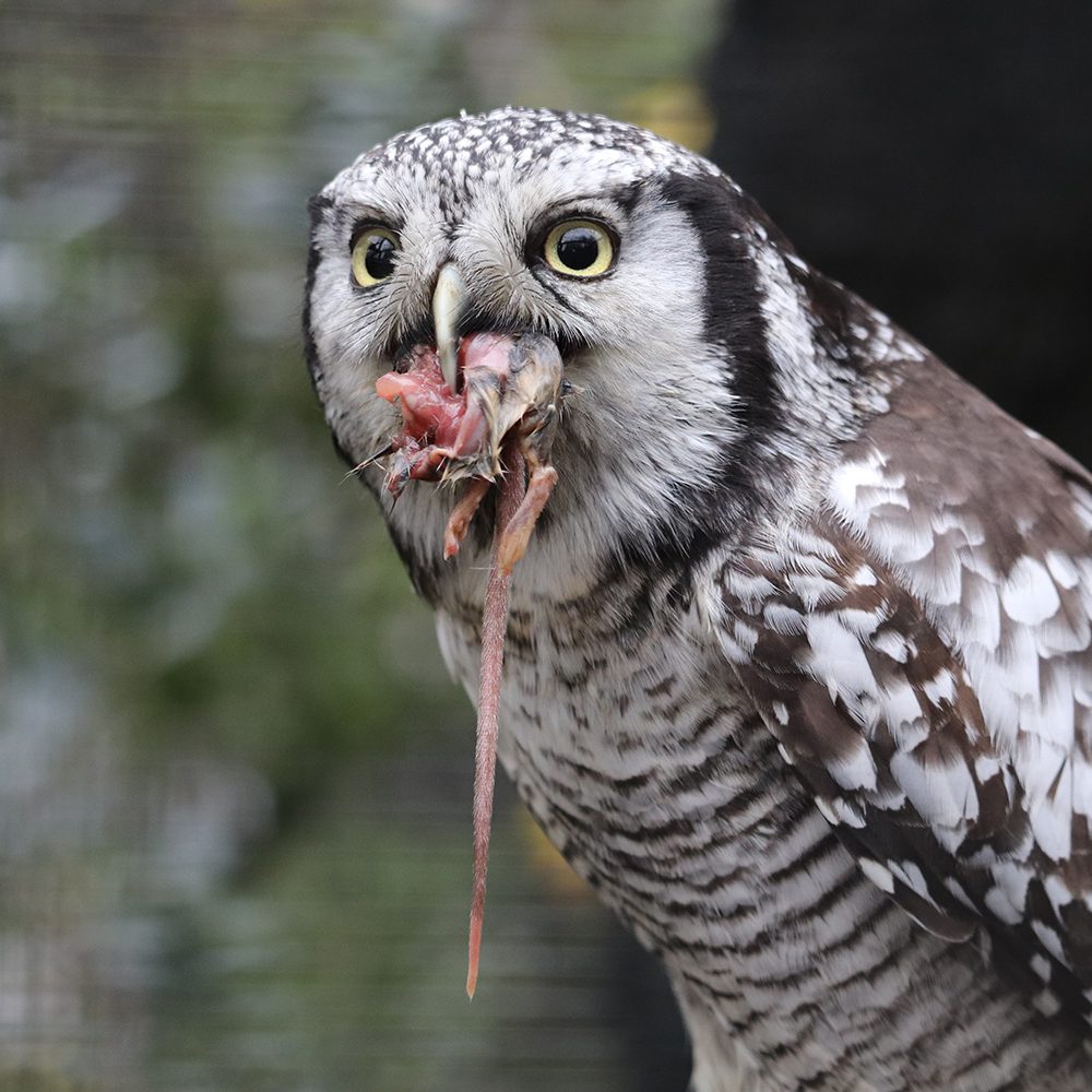 <b>NORTHERN HAWK OWL</b>
<br>
<i>Surnia ulula</i>
<br>
Where They Live: Northern Hemisphere
<br>
Status: Least Concern