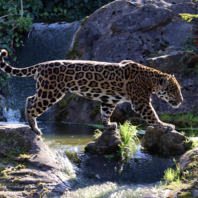 <b>JAGUAR</b>
<br>
<i>Panthera onca</i>
<br>
Where They Live: Mexico & South America
<br>
Status: Near Threatened