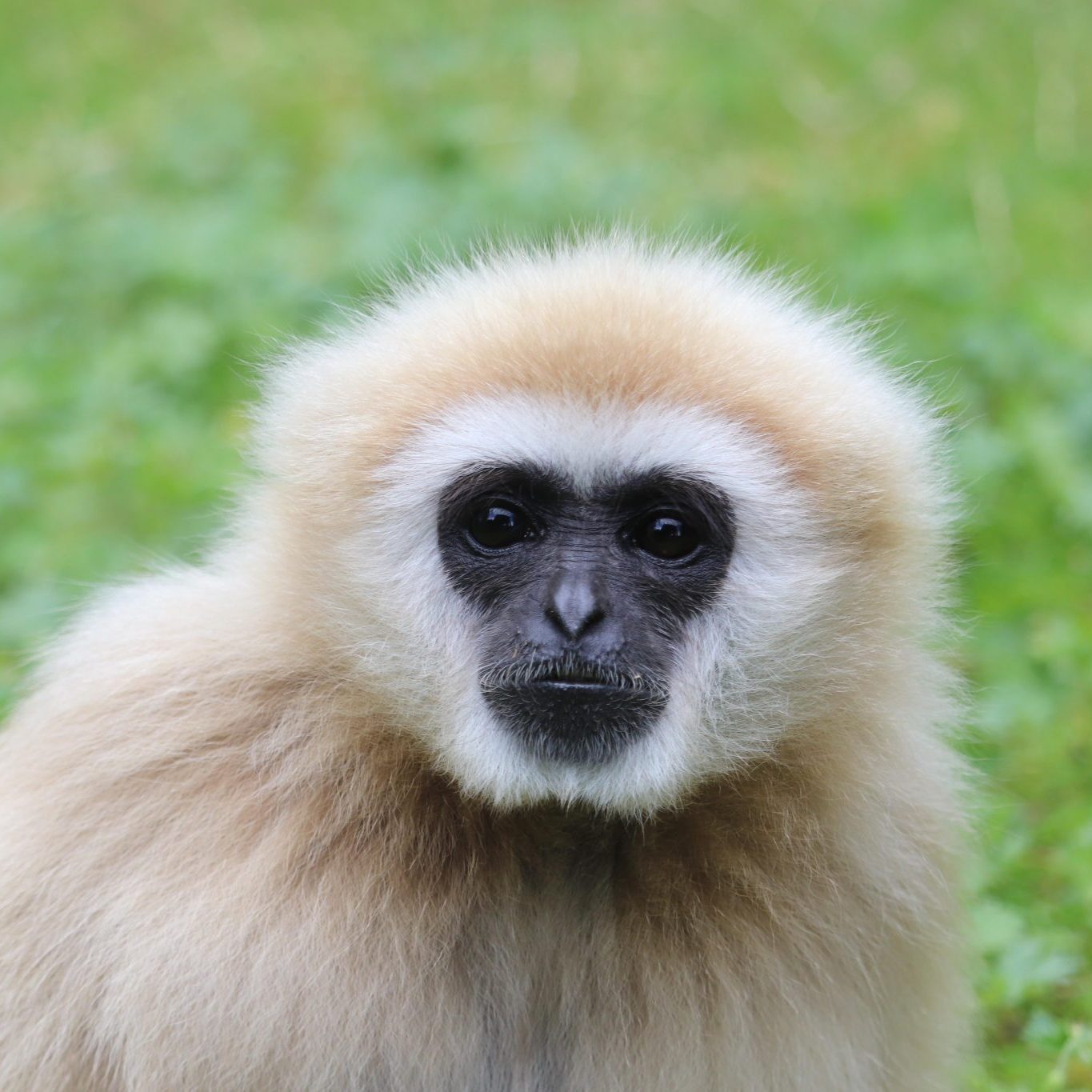 <b>LAR GIBBON</b>
<br>
<i>Hylobates lar</i>
<br>
Where They Live: China, Thailand, Laos, Burma & Indonesia
<br>
Status: Endangered