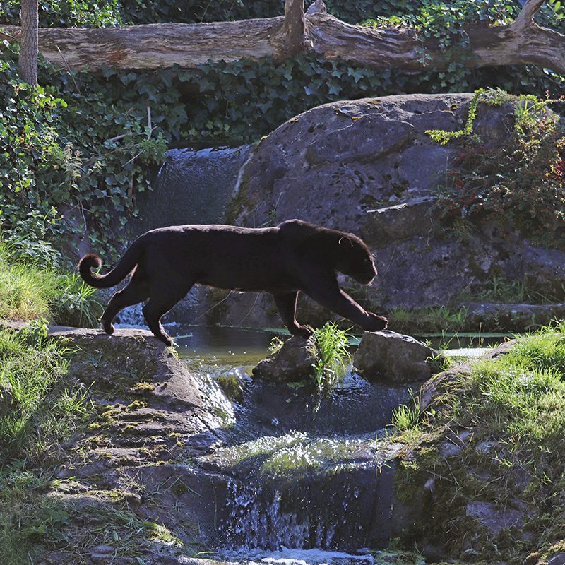 <b>JAGUAR</b>
<br>
<i>Panthera onca</i>
<br>
Where They Live: Mexico & South America
<br>
Status: Near Threatened