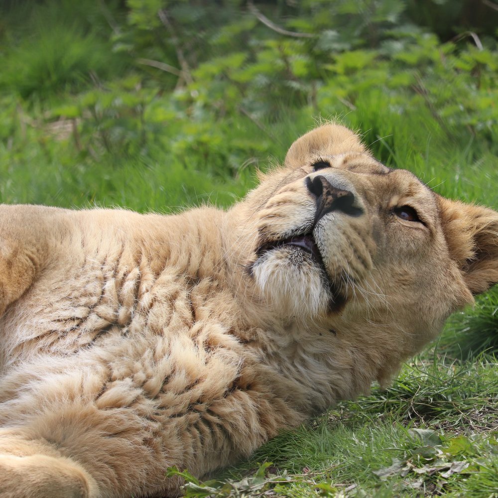 <b>ASIATIC LION</b>
<br>
<i>Panthera leo persica</i>
<br>
Where They Live: India
<br>
Status: Endangered