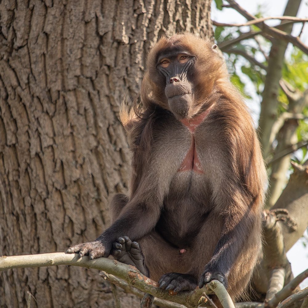 <b>GELADA</b>
<br>
<i>Theropithecus gelada</i>
<br>
Where They Live: Ethiopian Highlands
<br>
Status: Least Concern