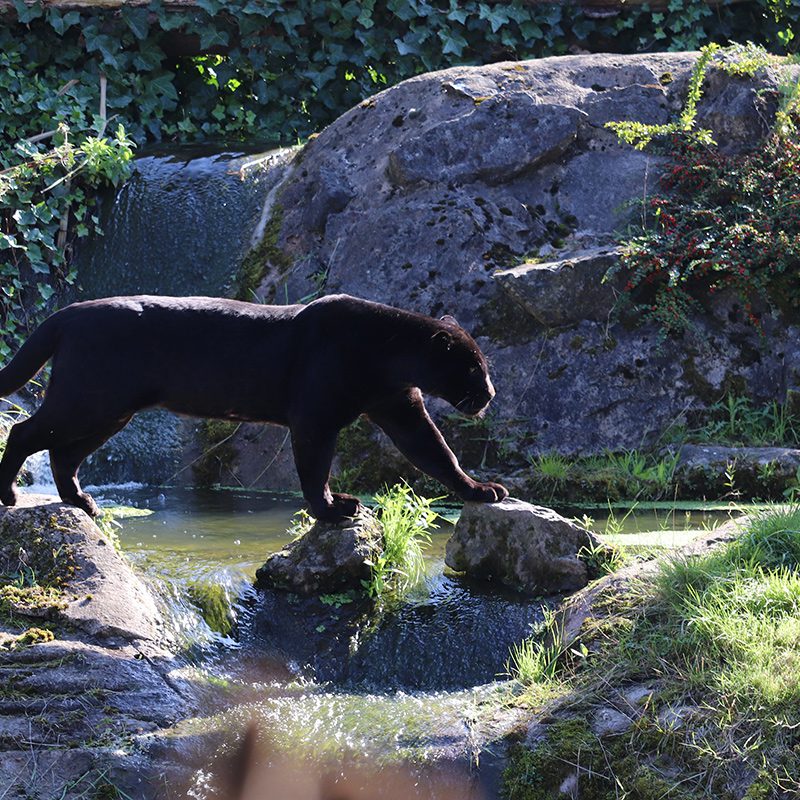 <b>JAGUAR</b>
<br>
<i>Panthera onca</i>
<br>
Where They Live: Mexico & South America
<br>
Status: Near Threatened