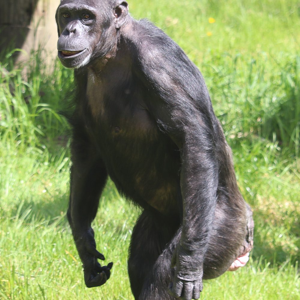 <i>CHIMPANZEE</i>
<br>
Where They Live: Tropical Africa
<br>
Status: Endangered
<br>
Photograph 
Location: Dudley Zoo, UK