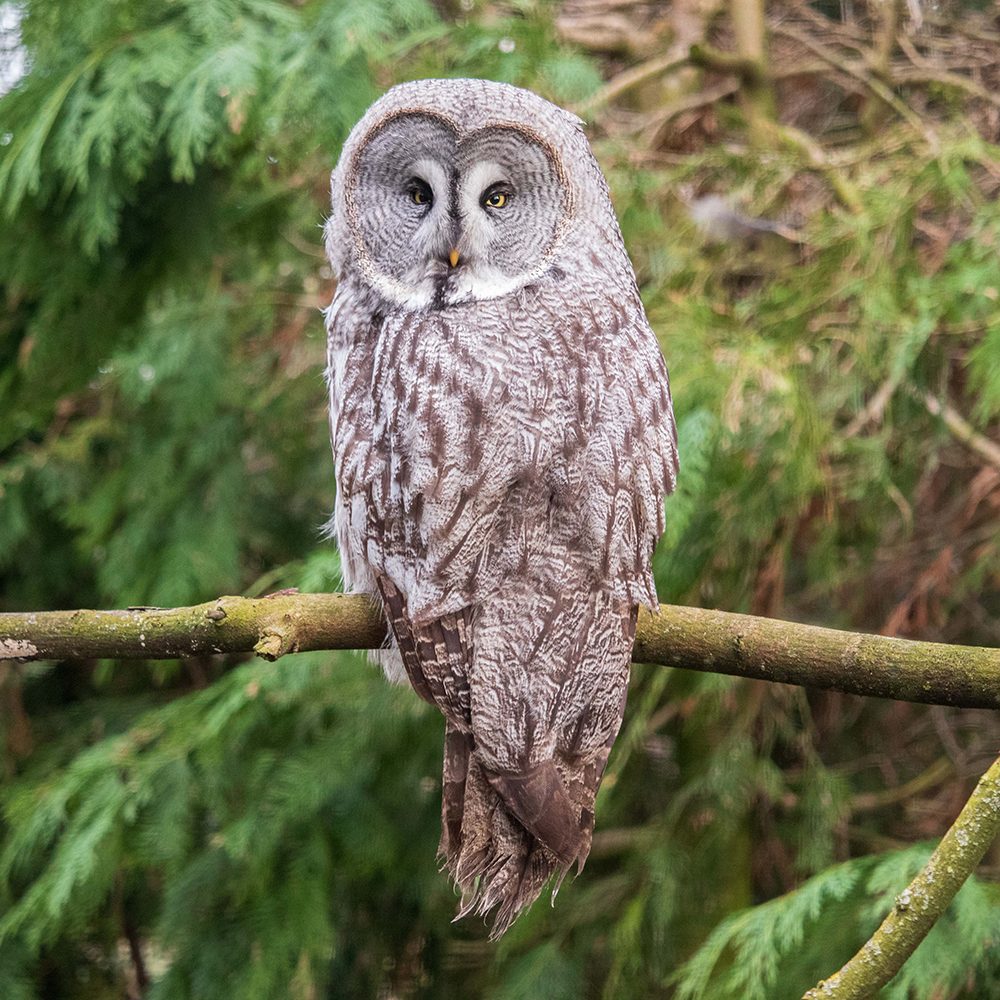 <b>GREAT GREY OWL</b>
<br>
<i>Strix nebulosa</i>
<br>
Where They Live: Northern Hemisphere
<br>
Status: Least Concern